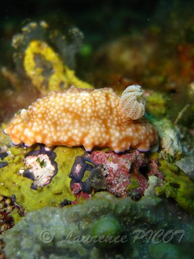Chromodoris sp 2.JPG - Philippines - îles Calamian